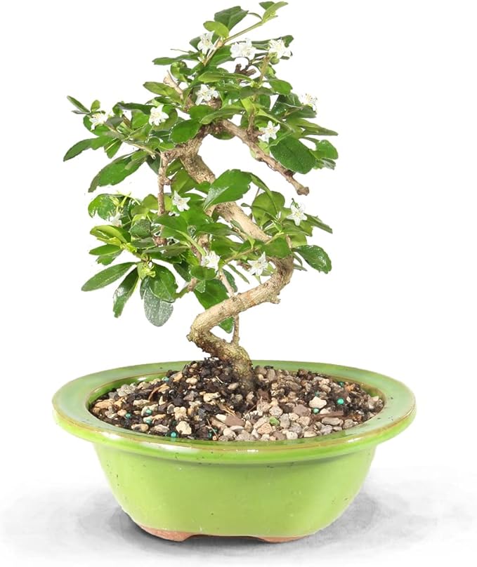 Brussel's Bonsai Live Fukien Tea Bonsai Tree - Small, 6 Year, 6 to 8 inches Tall - Indoor Bonsai Tree Live with Ceramic Bonsai Pot