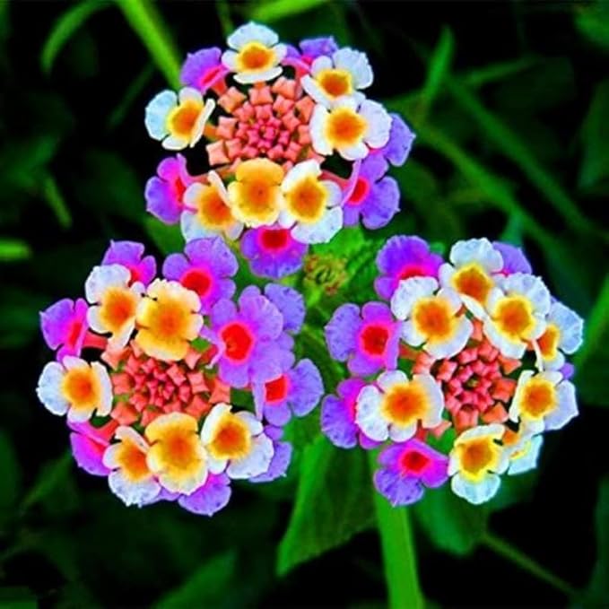 Pack 2 Tri-Colored Lantana Plants Live for Planting Outdoors, 2 to 5 Inch Tall, Lantana Plants Live, Well Rooted