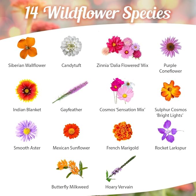 Monarch Butterfly Rescue Wildflower Seed Packet - 1oz, Open-Pollinated Wildflower, No Fillers, Annuals, Perennials and Milkweed Seeds for Monarch Butterfly 1oz (Pack of 2)