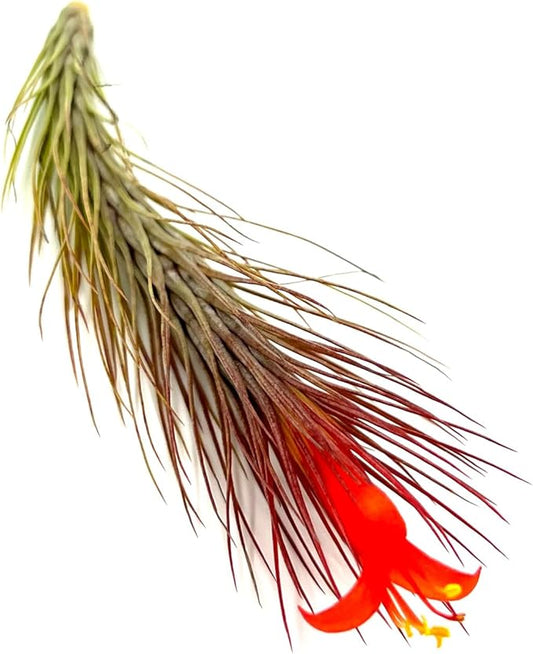 ragnaroc Air Plants - Tillandsia Funckiana Hybrid, Large 5-7" - 1ct - Live Arrival Guaranteed - House Plants for Home Decor & Gift