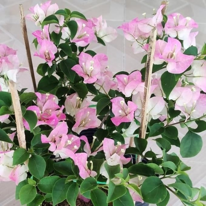 2 Bougainvillea Plants Live, Trailing Flowering Vines, 5-9” Tall, Well-Rooted Bougainvillea Trees for Outdoor Garden or Patio (White Pink Bougainvillea)