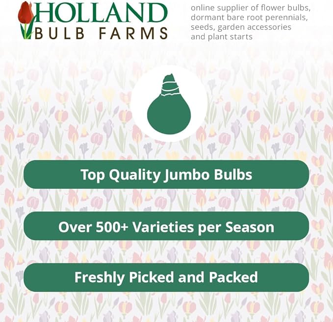 50-Pack Bulk Mixed Tulips Flower Bulbs - 50 Bulbs per Pack - Good as Cut Flowers - Perennializing - Easy to Grow Live Plants - Outdoor Garden - Pack of Colorful Spring Blooms – Fall Planting