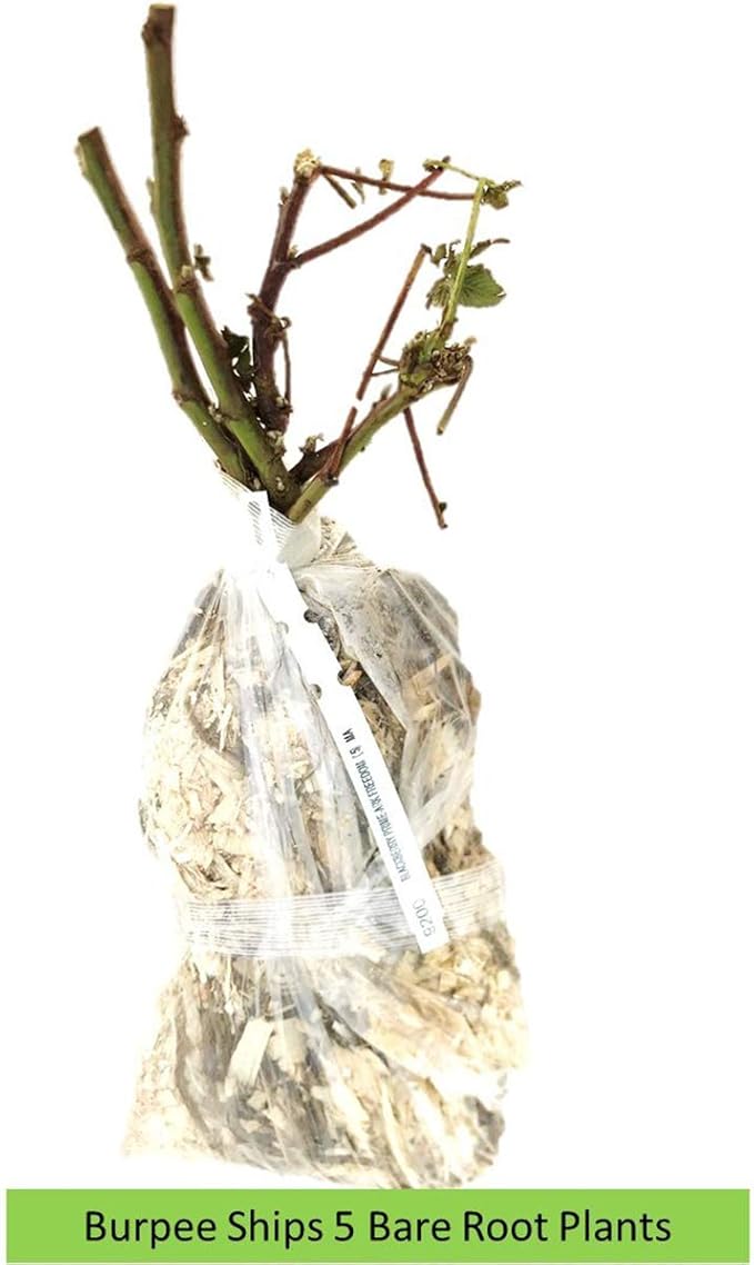 Burpee Thornless Blackberry Prime-Ark® 'Freedom' shipped as FIVE BARE ROOT PLANTS