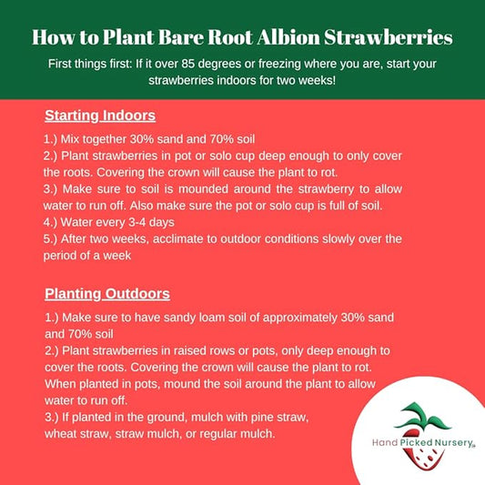 Albion Day Neutral Strawberry Plants - Large Berries and High Yields - Bare Root Strawberry Plants from Hand Picked Nursery (50)