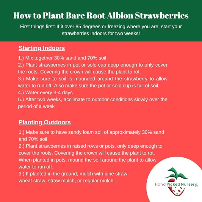 Albion Day Neutral Strawberry Plants - Large Berries and High Yields - Bare Root Strawberry Plants from Hand Picked Nursery (5)