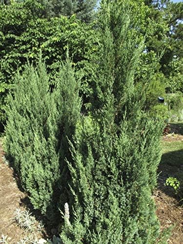 Blue Point Juniper - 3 Live Trees - Juniperus Chinensis - Evergreen Screening Plant