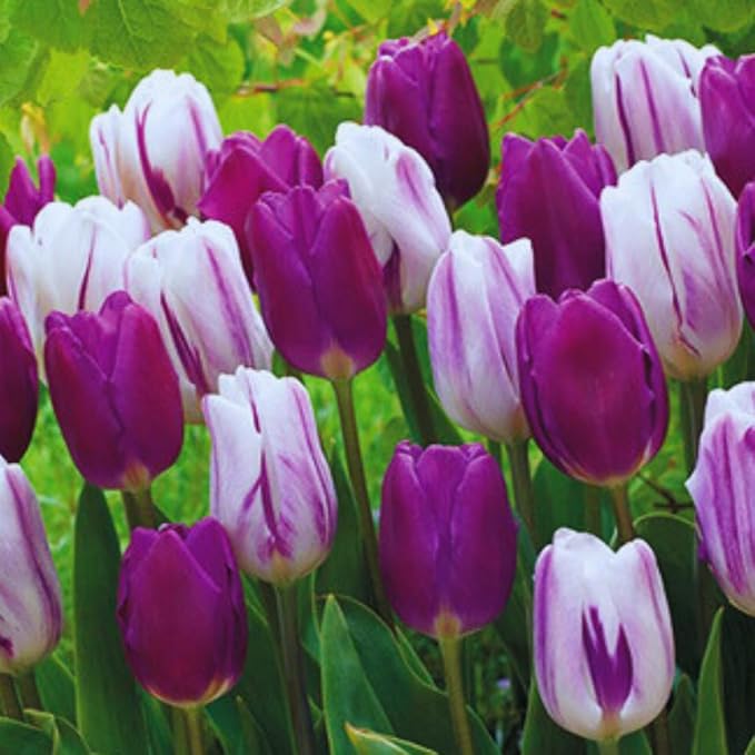 10 Tulip Bulbs for Fall Planting Bulk, Tulip Bulb, Perennial Flower Bulbs for Garden Growing, Tulip Bulbs Bulk (Mix)