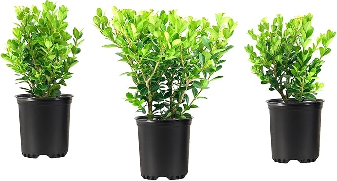 Wintergreen Boxwood | 5 Quart Size Plants | Buxus Microphylla | Evergreen Shrub, Dense Foliage, Formal Garden, Low Maintenance, Privacy Hedge, Year-Round Interest, Landscaping Shrub