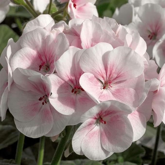 Maverick Series Geranium Appleblossom ~10 Seeds – Pelargonium x hortorum – Non-GMO, Annual – Compact 12-18" Plants – 4-6" Blooms – for Containers, Borders & Flower Beds – 91-105 Days
