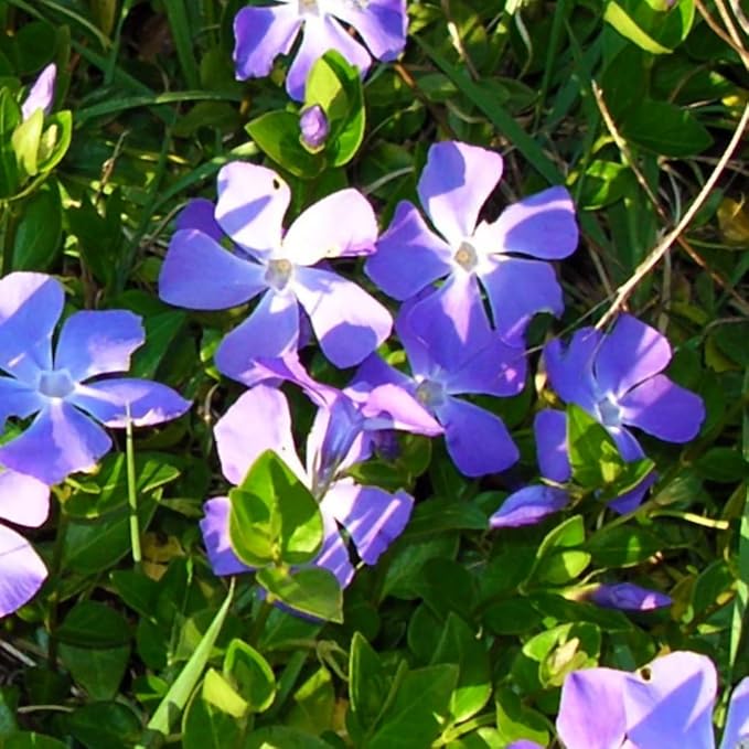4 Live Vinca Minor Plants Live in 4 Inc Pot, Live Ground Cover Plants for Garden Growing
