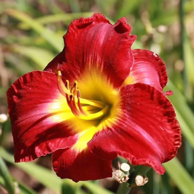 3 Red Daylily Bulbs for Planting, Reblooming Daylilies Bulbs, Perennial Flowers Bulbs