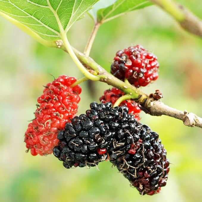 Mulberry Tree Live Plant, 5 to 8 Inch Tall, Sweet Mulberry Plant Live Seedling, No Pot, Edible Mulberries Fruit Tree Plant (Red Mulberry)