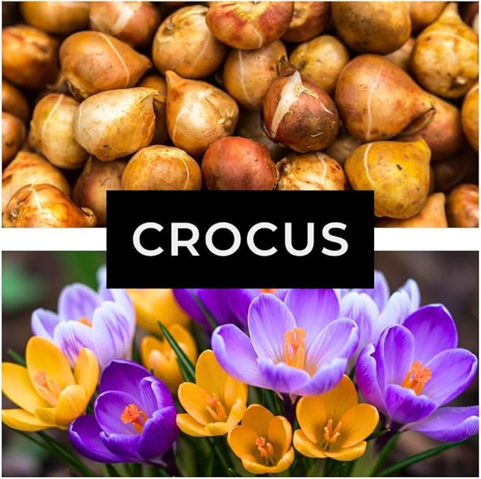 Mixed Crocus Bulbs for Planting -10 Bulbs - Easy-to-Grow Perennial Flowers in Bright Spring Gardens, Pollinator-Friendly, Cold-Hardy, Low-Maintenance Bulbs