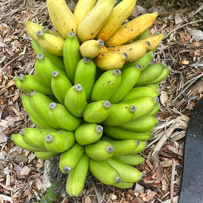 Rare Banana Plant Live for Planting, Banana Trees Live Plants for Outdoor Indoor Planting, Cold Hardy, 4-7" in Tall, No Pot, Musa Plant