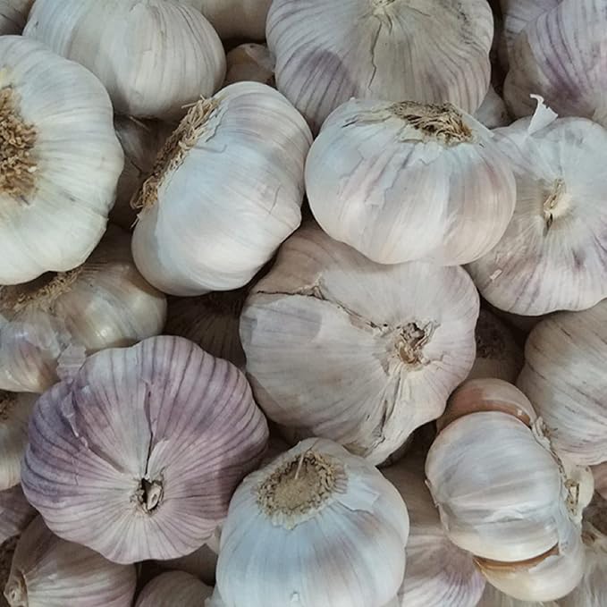 Garlic Bulbs Whole, Early Purple Italian Garlic Bulbs, 2 Bulbs, This Garlic is ready for Eating or Planting, Cool Beans N Sprouts
