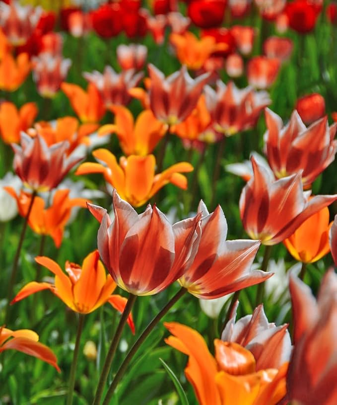 Easy Ground Cover Tulip Tarda -12 Bulbs-Mixed Colors | Red, Yellow, Orange, Pink & White Flowers – Low‑Growing Spring Bloomers for Gardens & Containers–Zones 3–8-Attracts Butterflies & Bees (12 Bulbs)