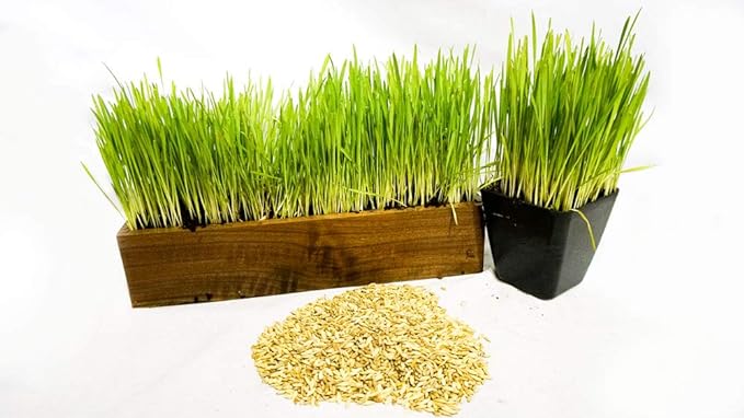 Thunder Acres Cat Grass Blend - Wheat, Barley, Oats, and Rye Seed Mix - Non-GMO - Certified Organic - Bonus CAT Toy (1 oz)