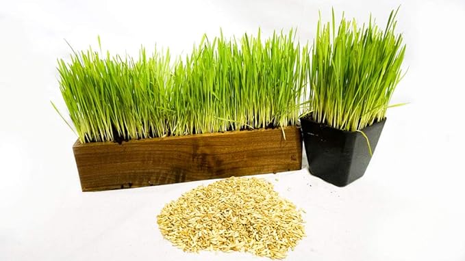 Thunder Acres Cat Grass Blend - Wheat, Barley, Oats, and Rye Seed Mix - Non-GMO - Certified Organic - Bonus CAT Toy (4 oz)