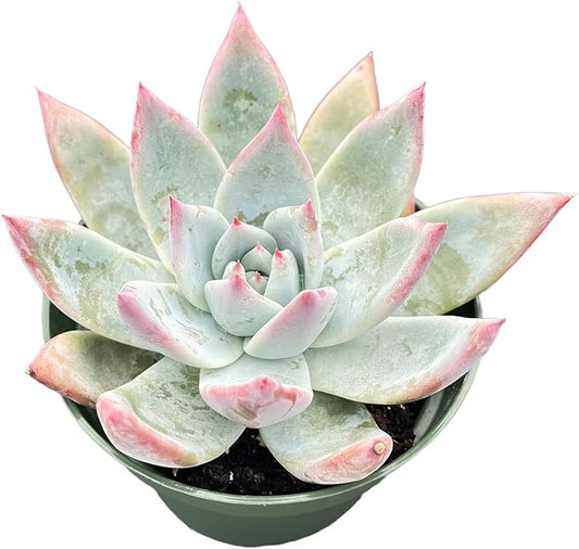 Live Succulents Echeveria Colorata VAR. Brandtii (4-inch), Succulent Plants Fully Rooted in Pots with Soil, Easy-Care House Plant for DIY, Home Office Decor, Wedding Party Favor