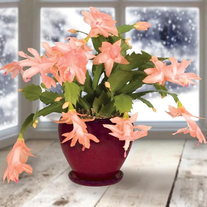Christmas Cactus Plants Live, Thanksgiving Cactus Easter Cactus Like, 4-8 Inc Tall, Cold Hardy, Holiday Cactus for Indoor Outdoor Planting, Starter Size (Salmon)