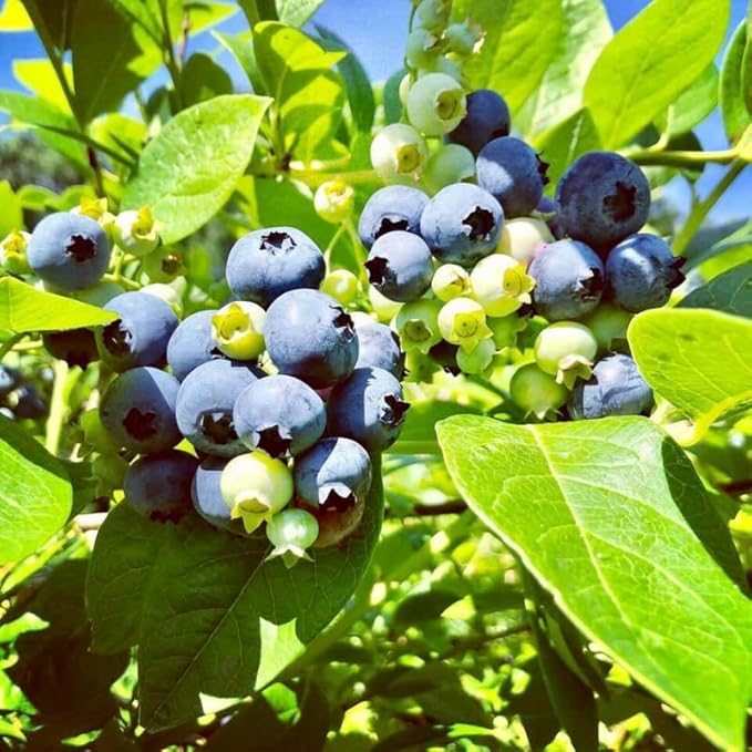 Mini Blue Blueberry Plant Live for Planting, 4-8 Inch Tall Starter Plant, Hardy Blueberry Bush for Garden or Patio