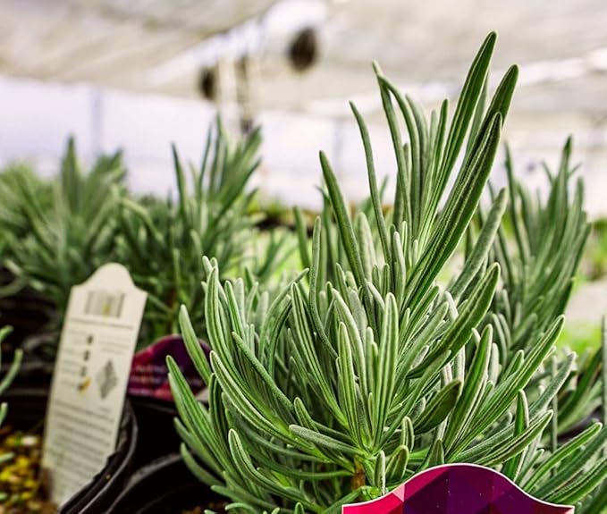 Greenwood Nursery: Live Perennial Plants - Phenomenal Lavender + Lavandula x Intermedia - [Qty: 10x Pint Pots] - (Click for Other Available Plants/Quantities)