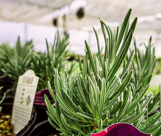 Greenwood Nursery: Live Perennial Plants - Phenomenal Lavender + Lavandula x Intermedia - [Qty: 10x Pint Pots] - (Click for Other Available Plants/Quantities)