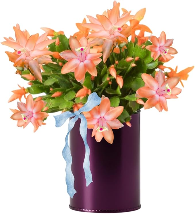 Christmas Cactus Plants Live, Thanksgiving Cactus Easter Cactus Like, 4-8 Inc Tall, Cold Hardy, Holiday Cactus for Indoor Outdoor Planting, Starter Size (Salmon)