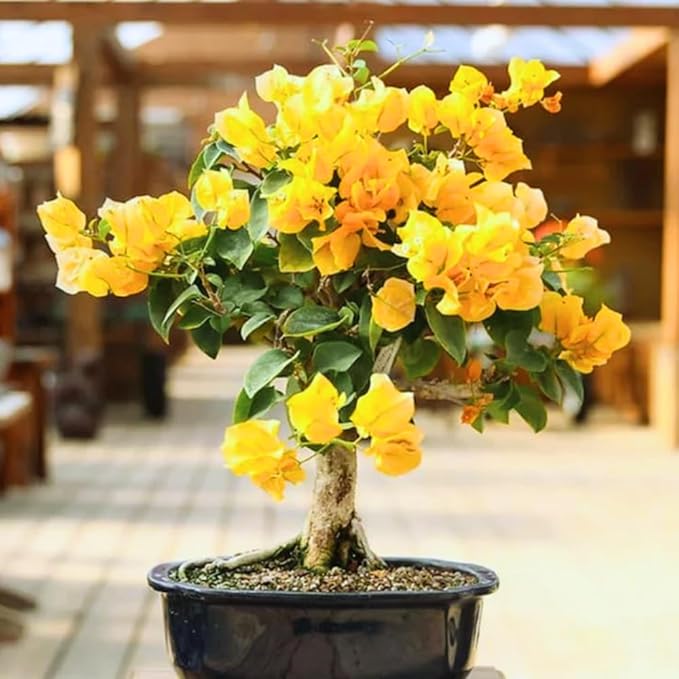 2 Bougainvillea Plants Live, Trailing Flowering Vines, 5-9” Tall, Well-Rooted Bougainvillea Trees for Outdoor Garden or Patio (Yellow Bougainvillea)