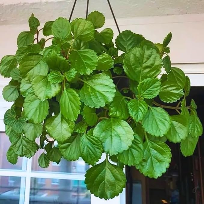 Green Swedish Ivy Live Plants in 4'' Pot, Hardy Ivy Vine Plant for Trellis, Ground Cover, Live Indoor Houseplants