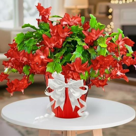 2 Red Christmas Cactus Plants Live, True Thanksgiving Cactus Live Size 6-9" Inches Tall, Ready to Blooms, Holiday Houseplant, Cold Hardy, Bloom in Winter