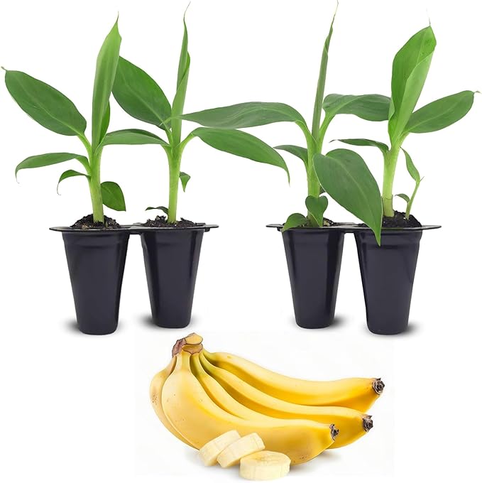 Banana Tree Dwarf Cavendish (4 Pack) Live Banana Plant for Sale | Easy to Grow Plants | Edible Fruit Plant. | Grow Your own Food on Your Edible Organic Garden|Live for Planting|