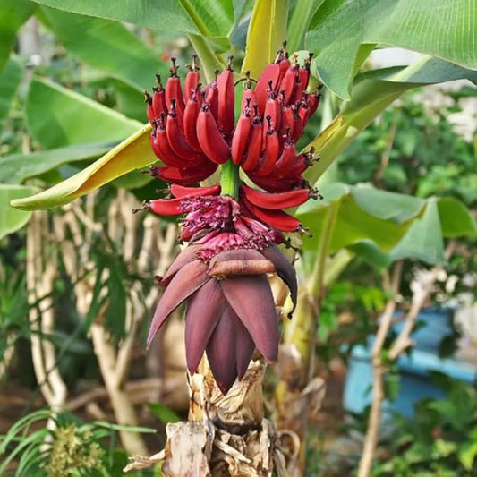 Zebrina Banana Plant Live for Planting, Banana Trees Live Plants for Outdoor Indoor Planting, Cold Hardy, 4-7" in Tall, No Pot, Musa Plant