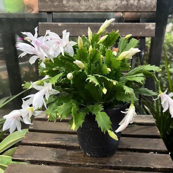 Christmas Cactus Plants Live, Thanksgiving Cactus Easter Cactus Like, 4-8 Inc Tall, Cold Hardy, Holiday Cactus for Indoor Outdoor Planting, Starter Size (White)