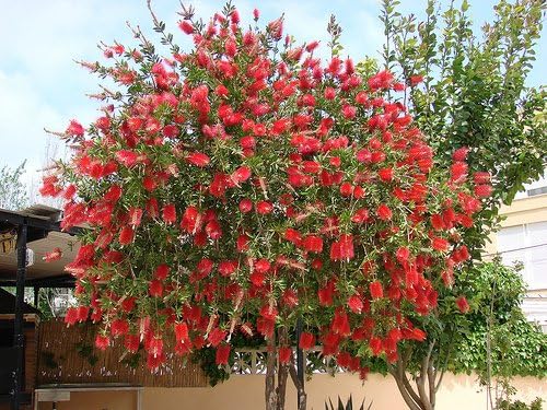 Bottlebrush Red Cluster | 1 Large Gallon Size Plant | Callistemon | Drought Tolerant Shrub, Evergreen Foliage, Vibrant Red Blooms, Low Maintenance Plant, Attracts Hummingbirds, Landscaping