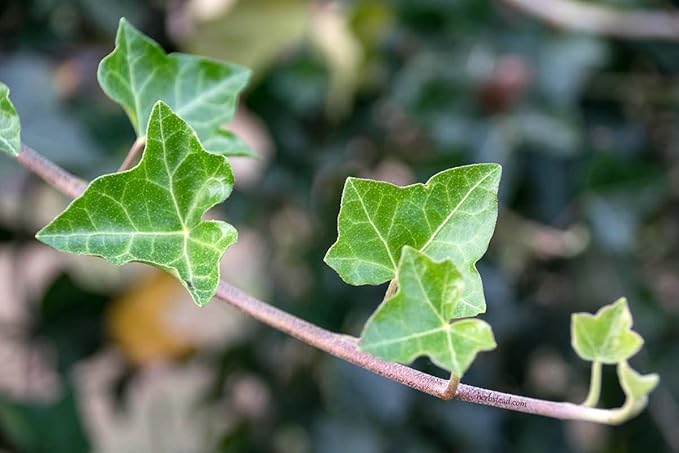 English Ivy Tree - 3 Live Plants in 4 Inch Pots - Hedera Helix - Florist Quality - Stylish Air Purifying Topiary Houseplant Vine