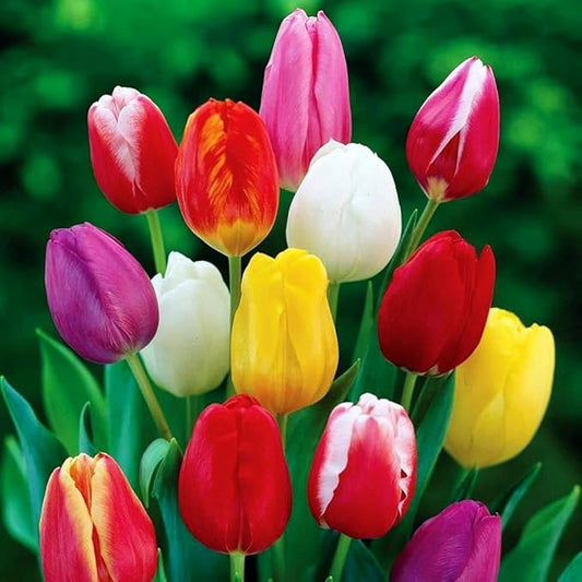 Triumph Tulip Bulbs for Fall Planting Mixed Perennial Hybrids Darwin Changing Colors Emperor Mixture Size 12+ (15, Emperor Mixture)
