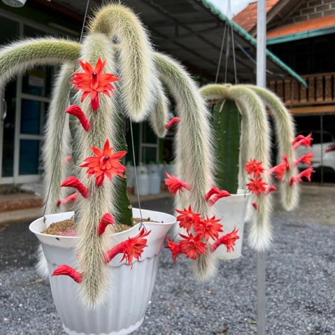 Monkey Tail Cactus Live Plant in 2" Pot, 1 Tail Houseplant for Hanging Baskets, Trailing Succulent Plants Live, Red Blooms