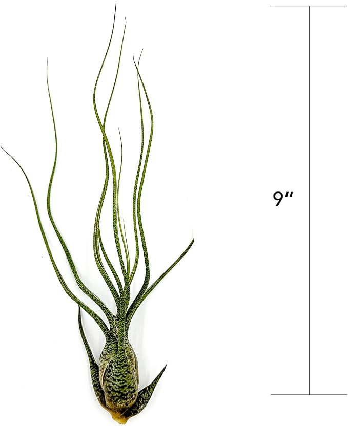 ragnaroc Live Air Plants - Tillandsia Butzii, Jumbo 7-9" - 3ct - Live Arrival Guaranteed - House Plants for Home Decor & Gift
