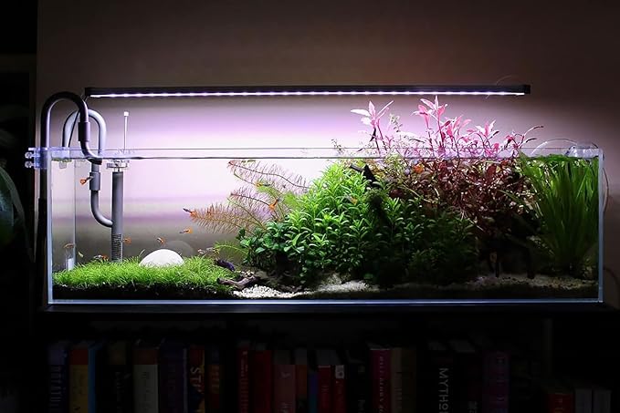 SubstrateSource Live Plant - Dwarf Hairgrass Eleocharis Belem Tissue Culture Aquatic Live Aquarium Plant - 100% Snail Free in Vitro Cup (Dwarf Hairgrass)
