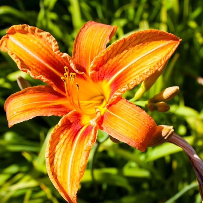 3 Wild Orange Daylily Bulbs for Planting, Reblooming Daylilies Roots, Hardy Perennial Flowers Bulbs, Gardens and Borders Planting