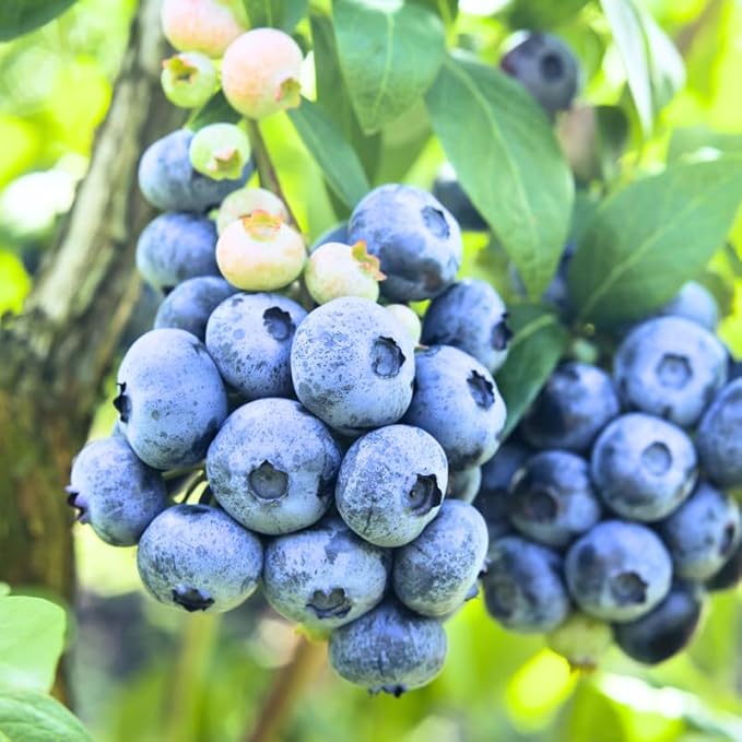Misty Blueberry Plant Live for Planting, 4-8 Inch Tall Starter Plant, Hardy Blueberry Bush for Garden or Patio