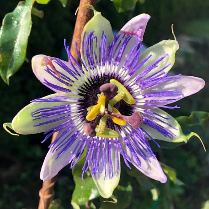 Passion Flower Plant Live, 5 to 8 Inch Tall Passiflora Vine, Fragrant Climbing Plant for Garden or Trellis, No Pot, Well-Rooted (Blue Passion Flower)