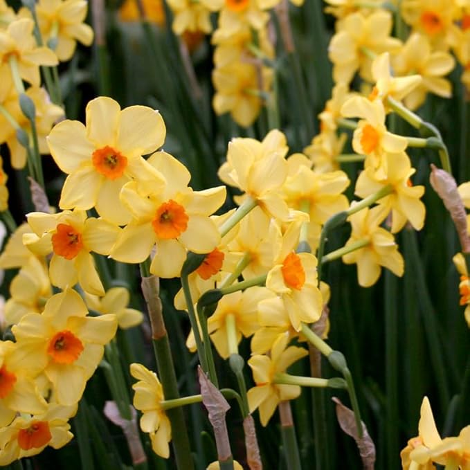 Martinette Daffodil Flower Bulbs - 5 Bulbs per Pack - Pleasantly Scented - Deer Resistant - Good as Cut Flowers - Grows Well in Containers - Perennializing