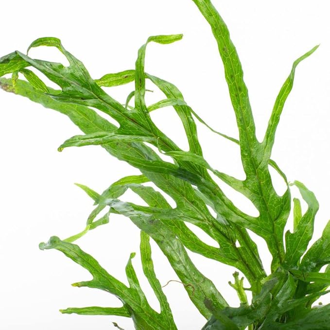 SubstrateSource Java Fern Live Aquarium Plants - Potted Freshwater Plant for Fish Tanks - Beginner Friendly, Low Light (Trident, 3 Pots)