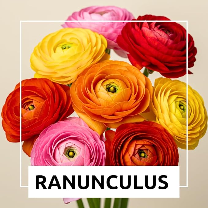 Ranunculus Mix Color Bulbs for Planting – 20 Healthy Bulbs, Vibrant Multi-Color Flowers, Perfect for Garden Beds, Containers, Borders, and Cut Flower Bouquets