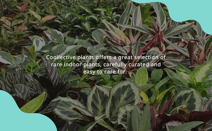 Aglaonema Snow White, Spring Snow, Live Plant in a 4 Inch Growers Pot, Live Indoor, Easy to Grow, Easy to Care, and Low Maintenance Houseplant,White Plants