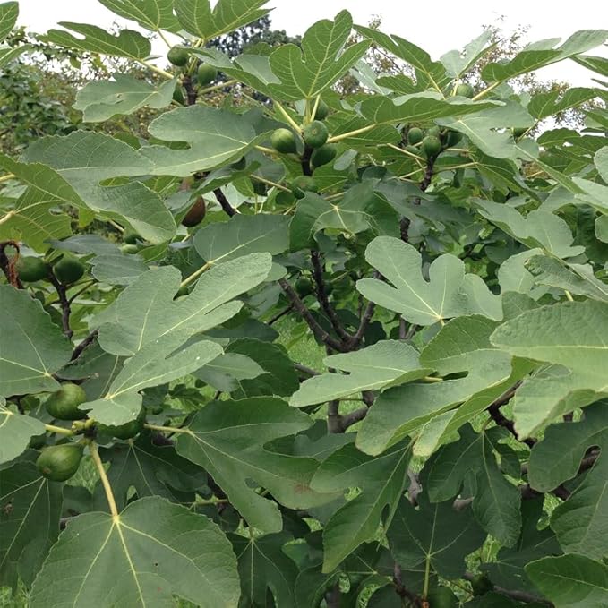 Violette de Bordeaux Fig Trees Live Plants – Set of 4 Starter Fig Plants – Compact, High-Yielding Variety with Rich, Sweet Fruit – Ideal for Containers and Small Gardens – Cold Hardy and Easy to Grow