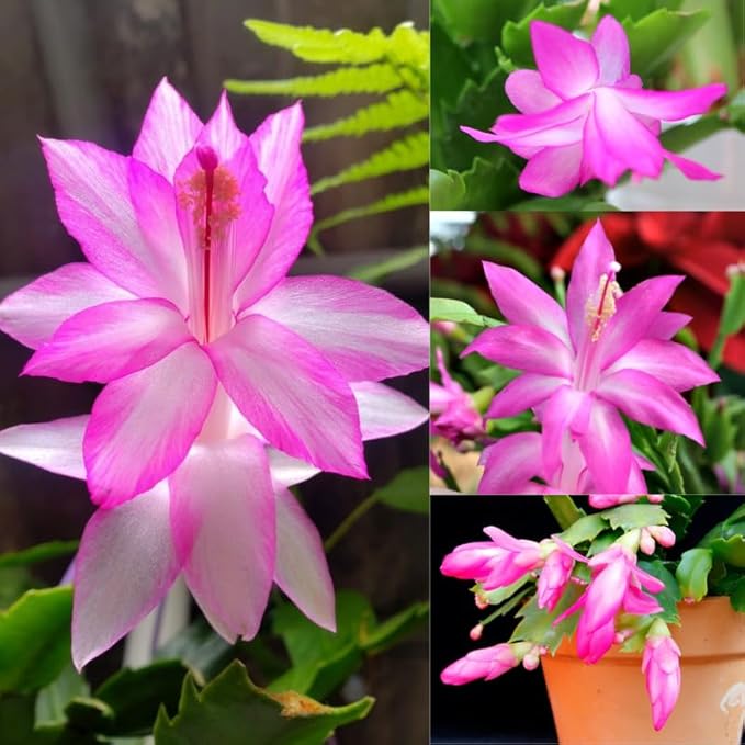 2 Pink Christmas Cactus Plants Live, 4 to 7 Inch Tall Colorful Christmas Cactus, Holiday Flower Houseplant, Indoor Outdoors Easy Care Plants for Home Garden