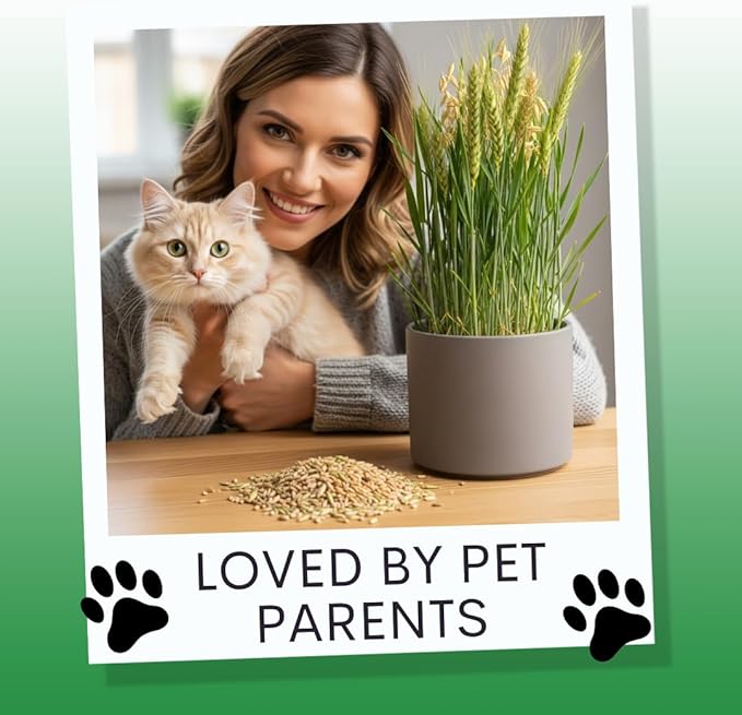 Cat Grass Seeds for Growing | 4 Way Blend, Rye, Wheat, Oats and Barley | Made in USA, Ships from Iowa. (25 Pounds)